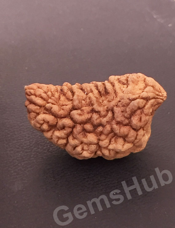 1 Face/Mukhi Certified Rudraksha Size- 31.40 mm